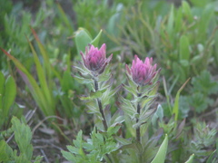 Castilleja parviflora