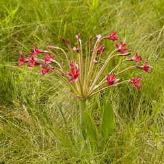 Brunsvigia undulata