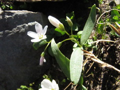 Claytonia lanceolata