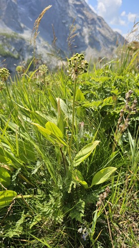 Allium victorialis