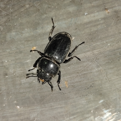 Serrognathus titanus platymelus