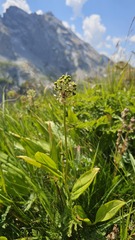 Allium victorialis, photograph (c) Claude Kolwelter, some rights reserved (CC BY)