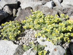 Draba novolympica