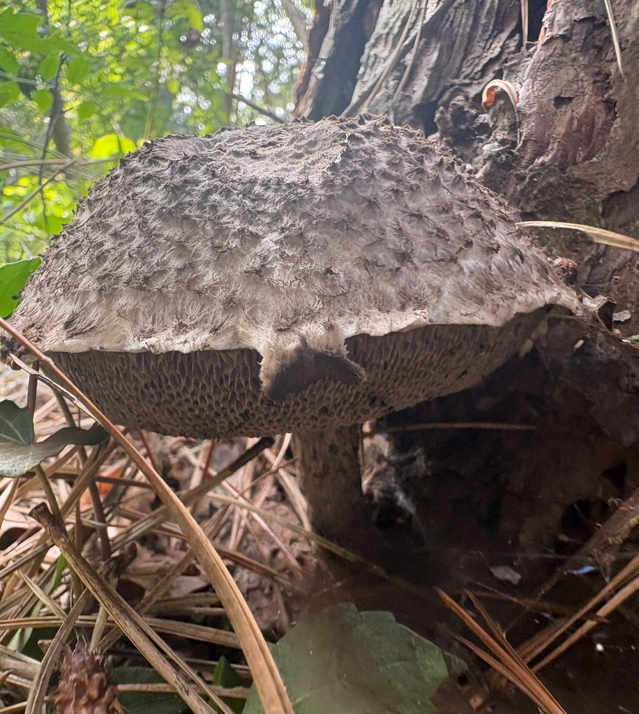 Old-man-of-the-woods · August 2026 · photo: Photo: (c) eml23, some rights reserved (CC BY) · iNaturalist
