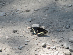 Papilio indra