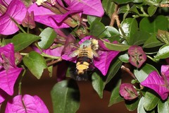 Cephonodes hylas virescens