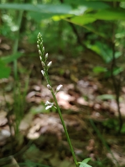 Polygala ambigua