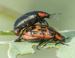 Chrysomela confluens