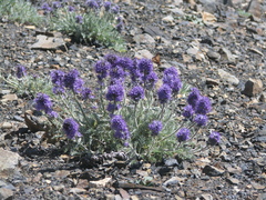 Phacelia sericea sericea