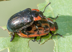 Chrysomela confluens