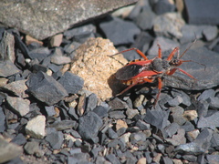 Rhynocoris ventralis