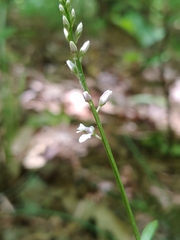 Polygala ambigua