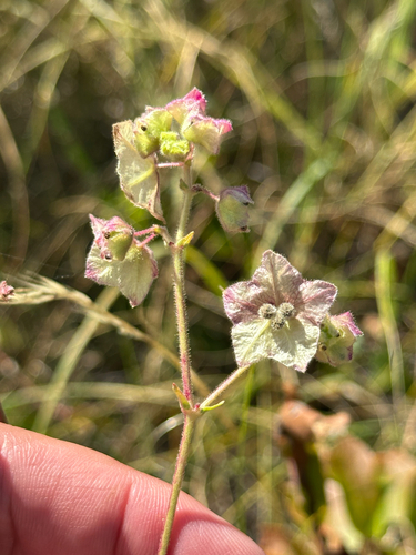 Mirabilis albida, photograph 5