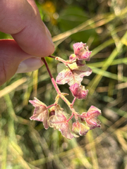 Mirabilis albida, photograph author not stated, no rights reserved