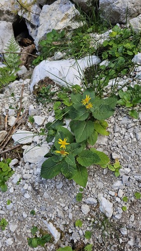 Jacobaea alpina, photograph 2