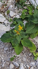 Jacobaea alpina