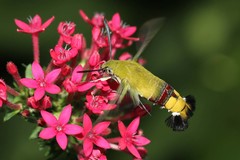 Cephonodes hylas virescens