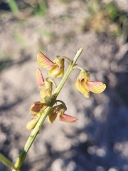 Crotalaria lanceolata, photograph (c) João Vitor Oliveira de Souza, some rights reserved (CC BY)