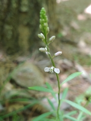 Polygala ambigua