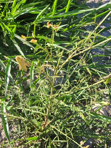 Crotalaria lanceolata, photograph 6