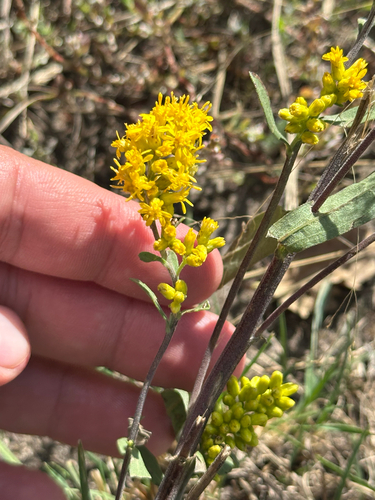 field goldenrod