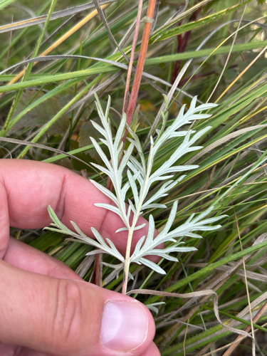 Potentilla bipinnatifida, photograph 2