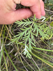 author not stated, no rights reserved Potentilla bipinnatifida, photograph author not stated, no rights reserved