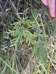 author not stated, no rights reserved Potentilla bipinnatifida, photograph author not stated, no rights reserved