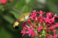 Cephonodes hylas virescens