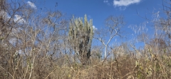 Cereus stenogonus