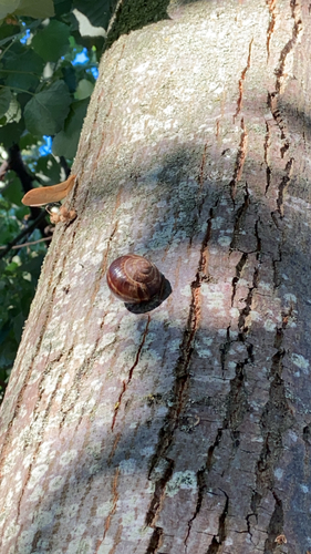 Turkish Snail