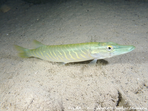 Northern Pike