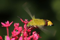 Cephonodes hylas virescens