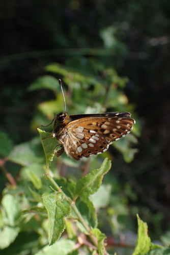 Duke of Burgundy