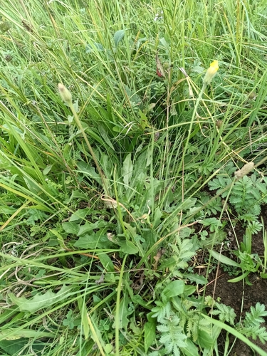 Rough Hawkbit