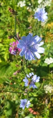 chicory