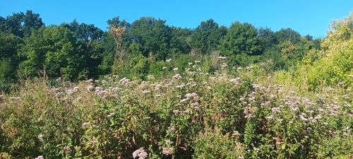hemp agrimony