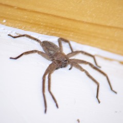 Polybetes trifoveatus
