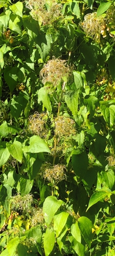 Old man's beard