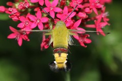 Cephonodes hylas virescens