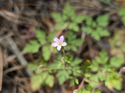 Herb Robert