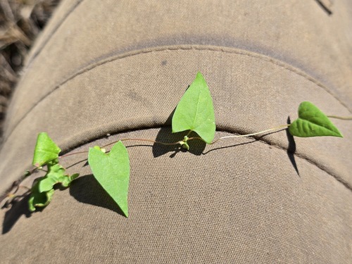 Black-bindweed