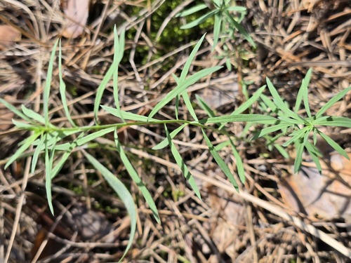 common toadflax