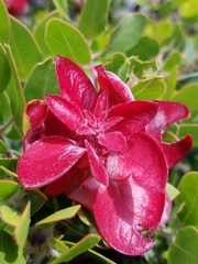 Arctostaphylos catalinae