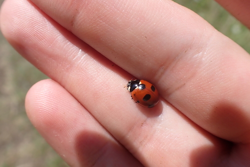 Scarce Seven-spotted Ladybird Beetle