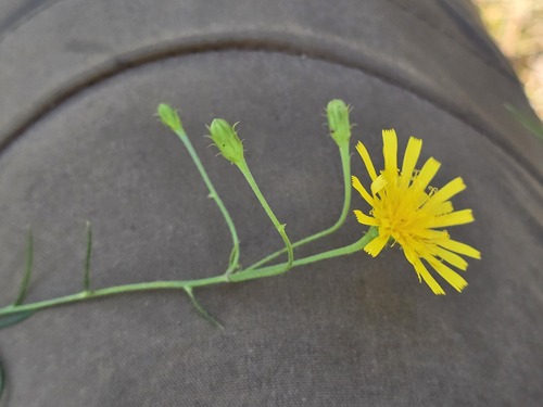 Canada hawkweed