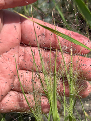 Muhlenbergia asperifolia