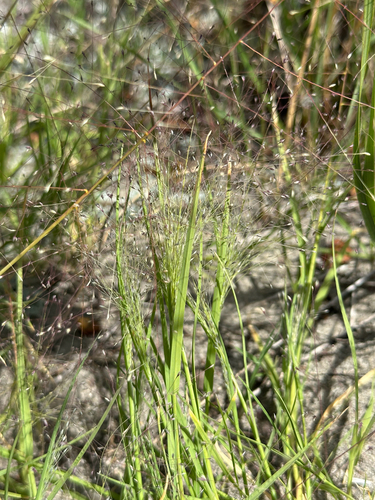 Muhlenbergia asperifolia, photograph 2