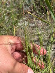 Muhlenbergia asperifolia, photograph author not stated, no rights reserved