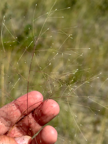 Muhlenbergia asperifolia, photograph 6
